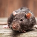 Importance de la prévention dans la dératisation