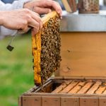 Quels sont les différents types de ruches pour les apiculteurs ?