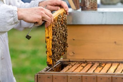 Quels sont les différents types de ruches pour les apiculteurs ?